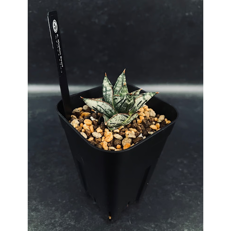 サンセベリア ニアパット ドワーフ「Sansevieria Niaphat dwarf