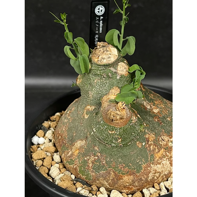 アデニア スピノーサ 現地球 「Adenia spinosa」 選抜株 CX177 | EM