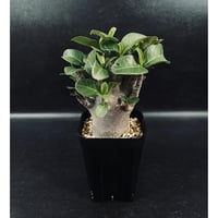 エリオシケ オクルタ 無棘 実生「Eriosyce occulta」CT175-1 | EM