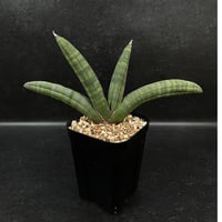 コピアポア　エスメラルダナ 4頭 Copiapoa Esmeralda 抜き苗 コピアポア エスメラルダナ 実生「copiapoa esmeraldana」CT34-1