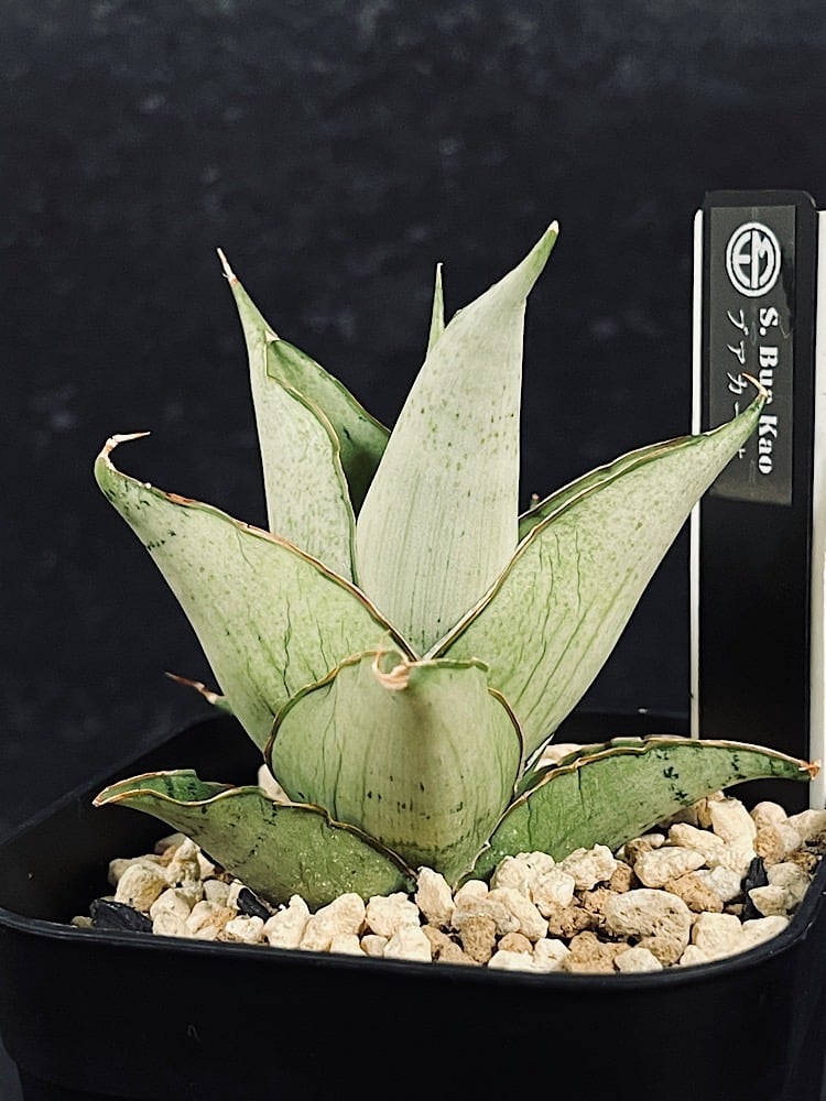 GP Sansevieria Bua Kao サンセベリア ブア カーオ サンセベリア ブア カーオ「 Sansevieria Buakaw(by Unyamanee