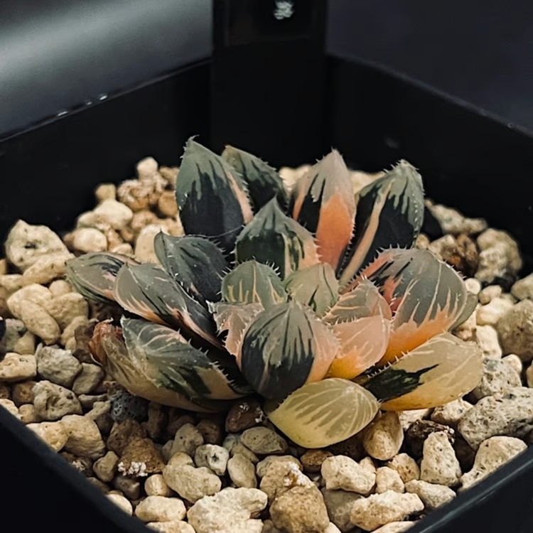 ハオルチア⭐️オブツーサ錦　子株いっぱい付き⭐️ 極上斑入り個体美苗　美品　発根済み ハオルチアオブツーサ錦 子株いっぱい付き 極上斑入り個体美苗