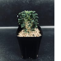 サンセベリア モモ 「Sansevieria Momo」 SA346 | EM Plants