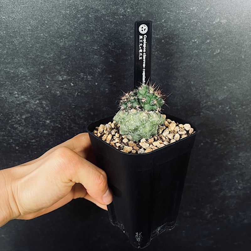 コピアポア 竜爪玉 【公式通販】