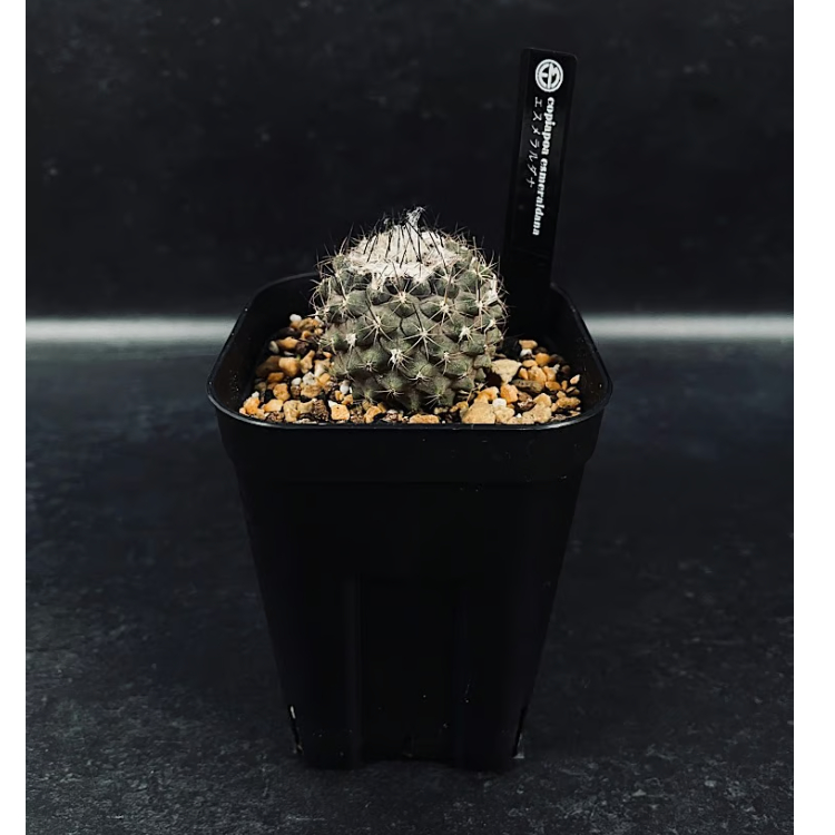 コピアポア エスメラルダナ 実生「copiapoa esmeraldana」CT34-1