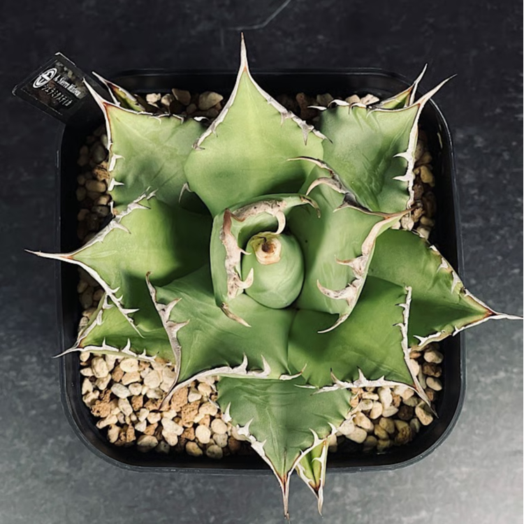 Style_of_chikaraアガベ　チタノタ　シエラミクティカ　送料込 アガベ チタノタ シエラミクスティカ 「Agave FO-076 Sierra