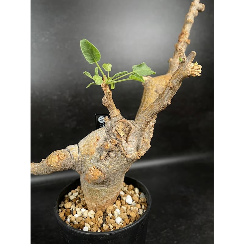 コミフォラ ドレイク ブロックマニー 「Commiphora drakebrockmanii」