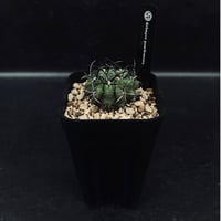 サンセベリア ニアパット ドワーフ「Sansevieria Niaphat dwarf