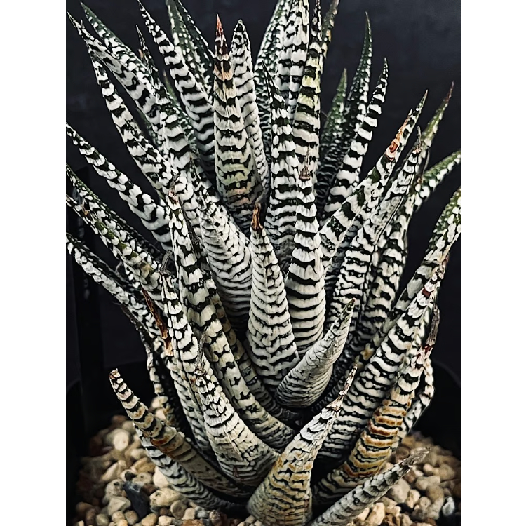 ハオルチア 霜降り 十二の巻 HA22-2 | EM Plants Online Store