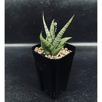 エリオシケ オクルタ 無棘 実生「Eriosyce occulta」CT175-1 | EM