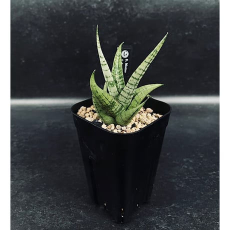 CATEGORY サンセベリア | EM Plants Online Store