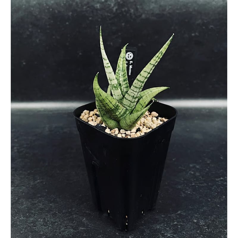 EMP サンセベリア MOMO モモ / SA347 サンセベリア モモ 「Sansevieria Momo」 SA346 | EM Plants