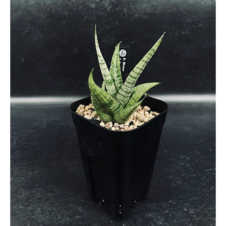 EMP サンセベリア MOMO モモ / SA347 EMP サンセベリア Momo モモ / SA347 EMP サンセベリア MOMO モモ