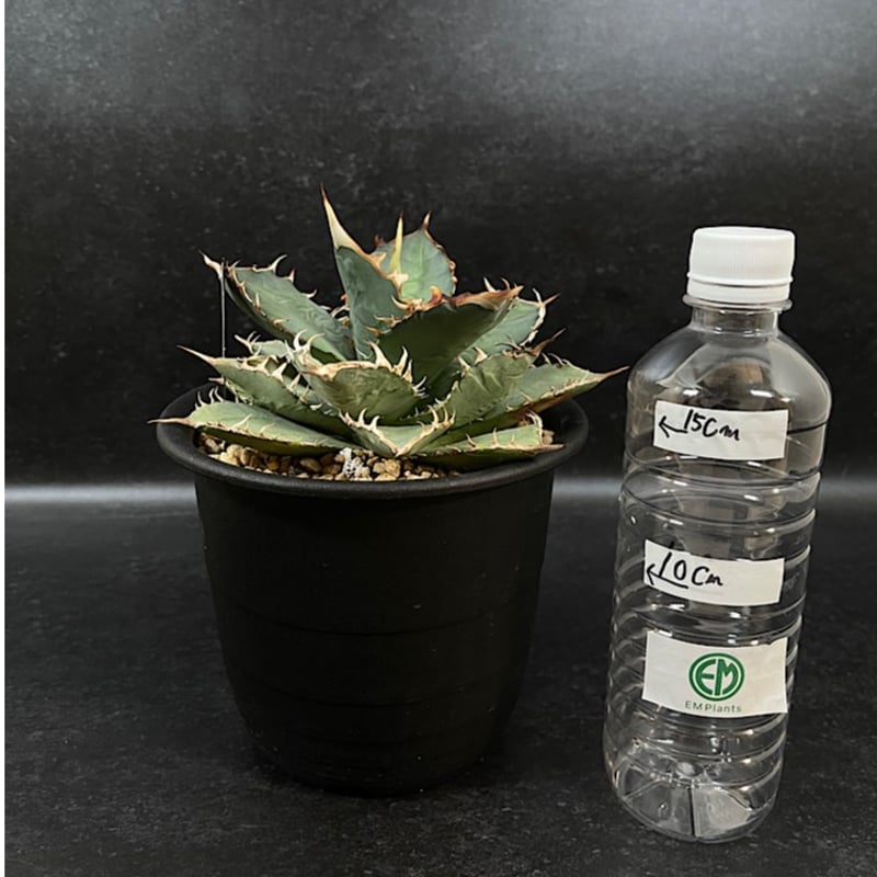 アガベ チタノタ 覇王竜 大株「Agave titanota 'Haouryu'」AG24-2