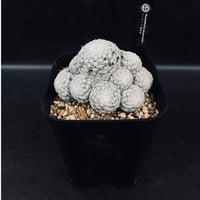 アデニウム スワジクム「Adenium swazicum」AD16-3 | EM Plants