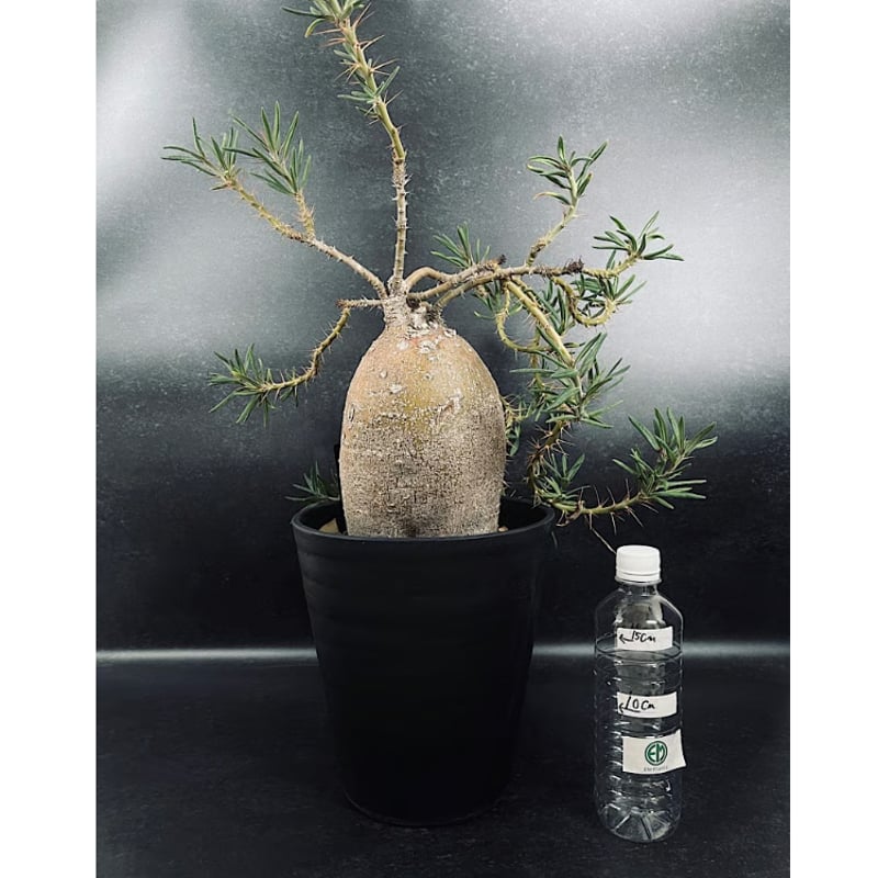 EMP パキポディウム サキュレンタム / Pa80 パキポディウム サキュレンタム Pachypodium succulentum | man