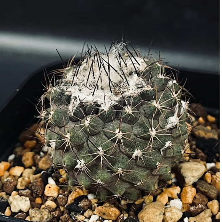 コピアポア　エスメラルダナ 4頭 Copiapoa Esmeralda 抜き苗 きのう投稿したエリオシケと下の名前が同じですが、こちらは