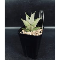 コピアポア エスメラルダナ 実生「copiapoa esmeraldana」CT34-1 |