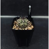 アデニア プセウドグロボーサ 現地球 「Adenia pseudoglobosa」 CX116