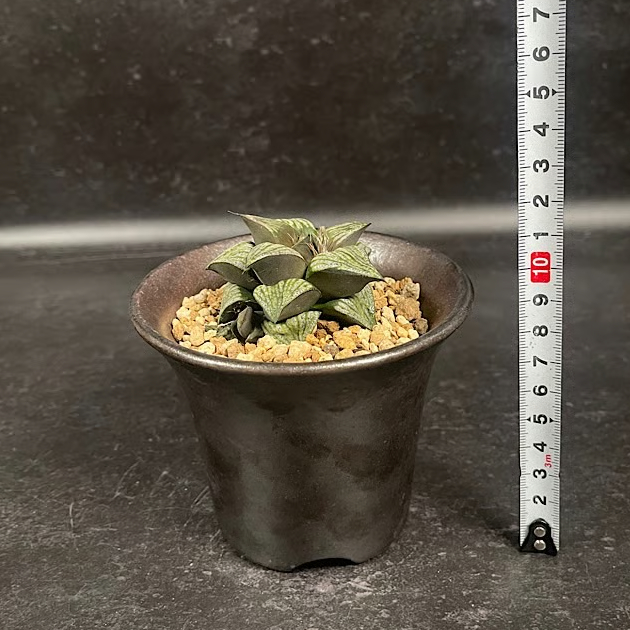 ハオルチア スプレンデンス + 萬古焼 植木鉢 「Haworthia magnifica va