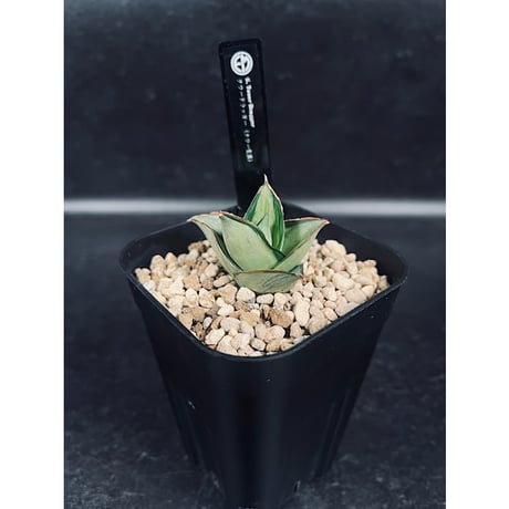 CATEGORY サンセベリア | EM Plants Online Store