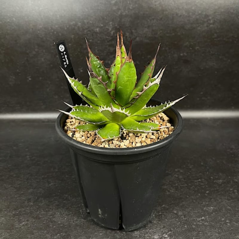 アガベ ホリダ 実生 短葉 選抜個体 「Agave Horida」 AG1-838 | EM