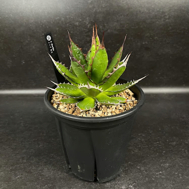 アガベ ホリダ 実生 短葉 選抜個体 「Agave Horida」 AG1-838 | EM