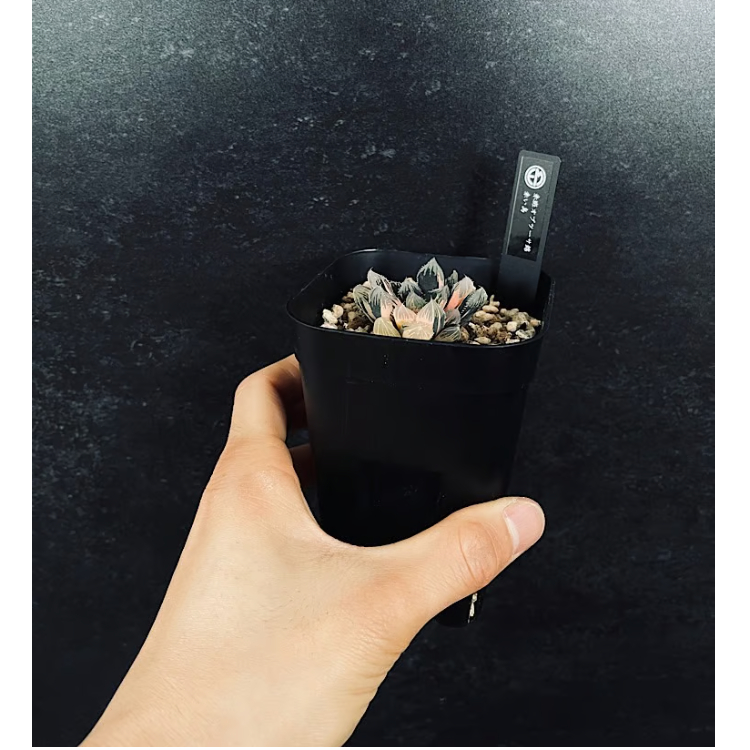 ハオルチア 赤斑オブツーサ 赤い鳥 HA305 | EM Plants Online Store