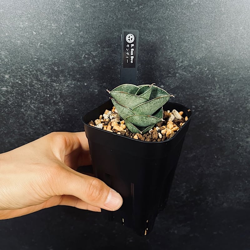 サンセベリア サン ディー 「Sansevieria San Dee」SA320 | EM P