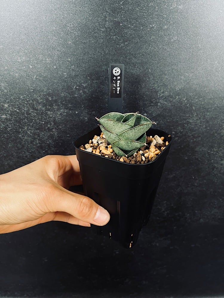 EMP サンセベリア サンディー San Dee / ※2枚目以降SA320 EMP サンセベリア サンディー San Dee / ※2枚目以降SA320