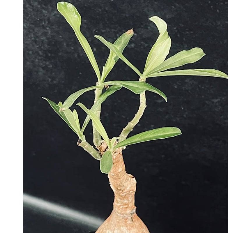 アデニウム スワジクム 「Adenium swazicum」 AD16-3 | EM Plan