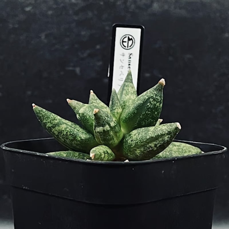サンセベリア イザナギ 選抜個体「Sansevieria Izanagi」SA62-1 | E
