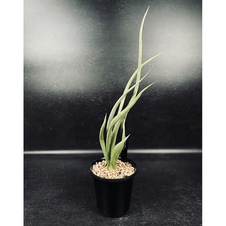 サンセベリア シルバー スパイラル　「Sansevieria Silver Spiral」　C134