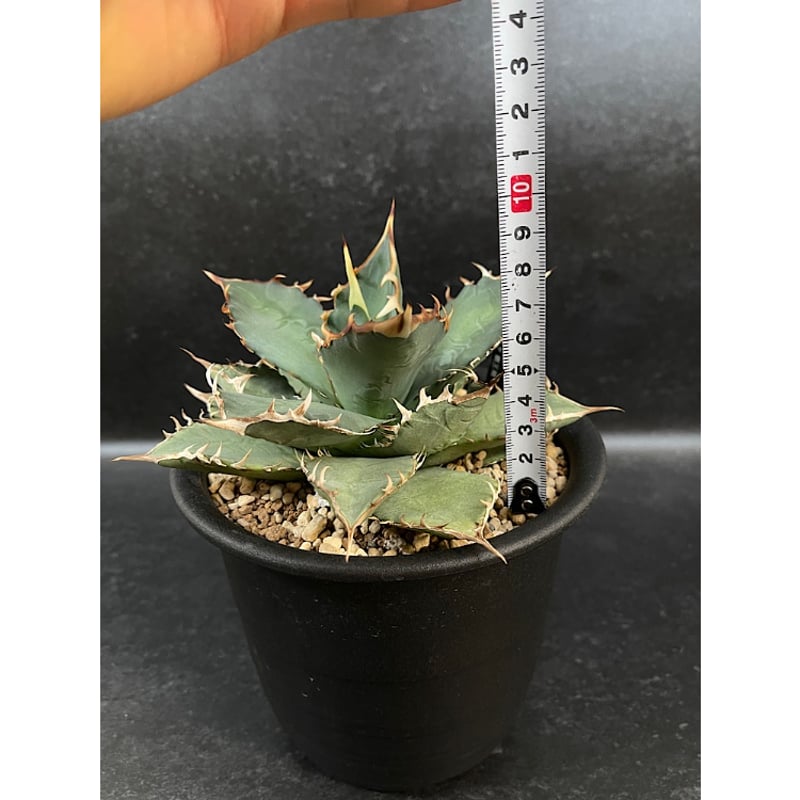 アガベ チタノタ 覇王竜 大株「Agave titanota 'Haouryu'」AG24-2