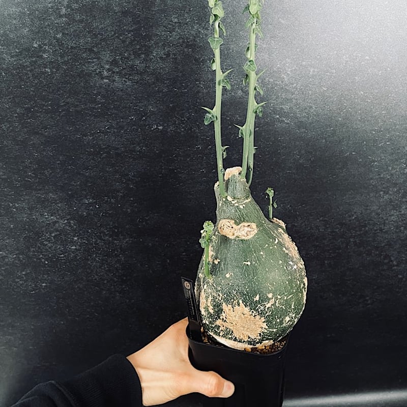 アデニア プセウド グロボーサ L「Adenia pseudo globosa」CX115-4