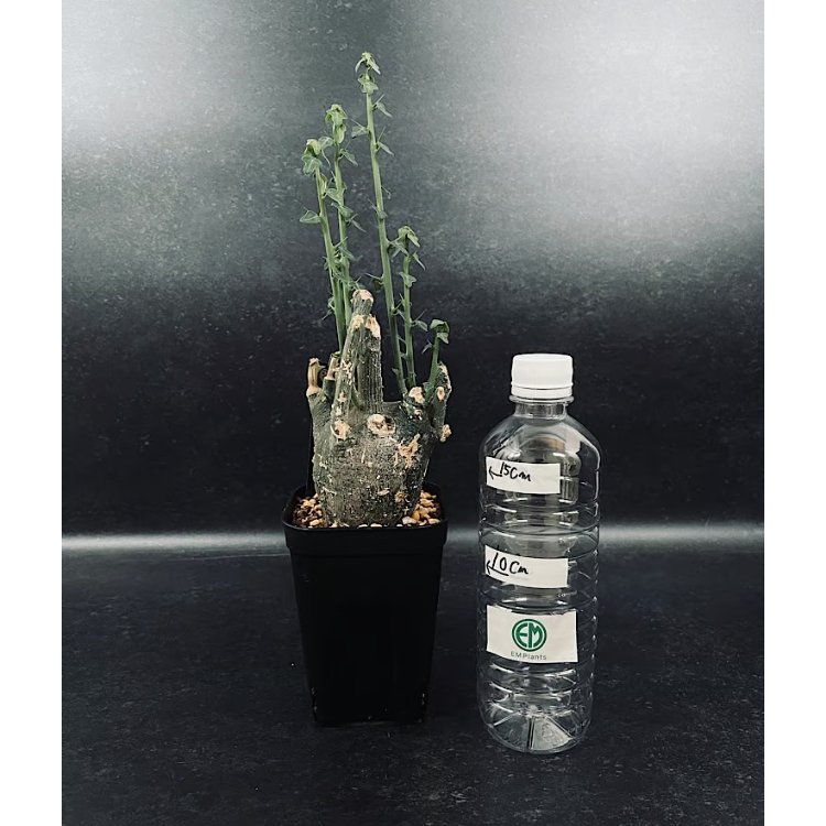 アデニア プセウドグロボーサ 現地球 Adenia pseudoglobosa アデニア