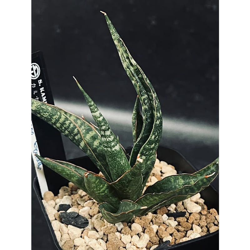 EMP サンスベリア カミナリ / 最後はイメージ SA393 サンセベリア カミナリ 雷 「Sansevieria KAMINARI」 SA393 | E