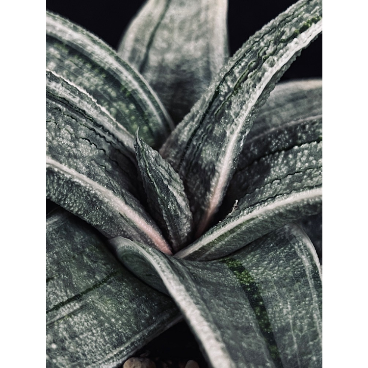 ガステリア 春鶯囀錦 極上白斑 GA13-2 | EM Plants ガステリア 春鶯囀錦 極上白斑 GA13-2 | EM Plants
