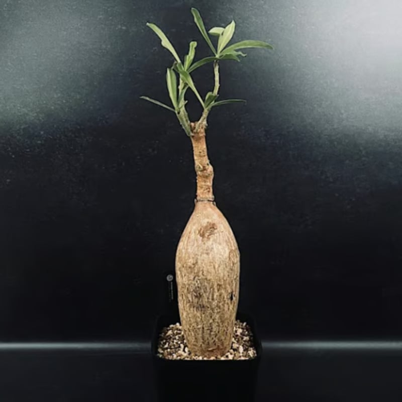 アデニウム スワジクム 「Adenium swazicum」 AD16-3 | EM Plan