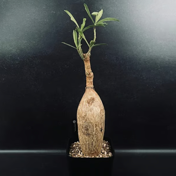 アデニウム スワジクム 「Adenium swazicum」 AD16-3 | EM Plan