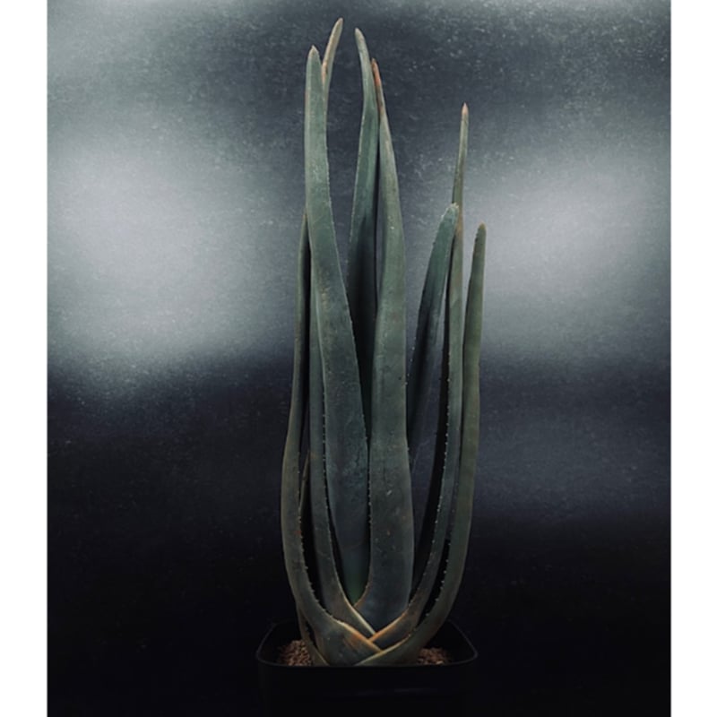 アロエ スザンナエ「Aloe suzannae」 A67-4 | EM Plants Onli