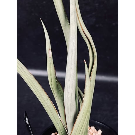 サンセベリア シルバー スパイラル　「Sansevieria Silver Spiral」　C134