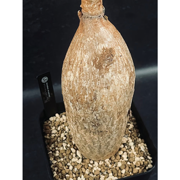 アデニウム スワジクム「Adenium swazicum」AD16-3 | EM Plants