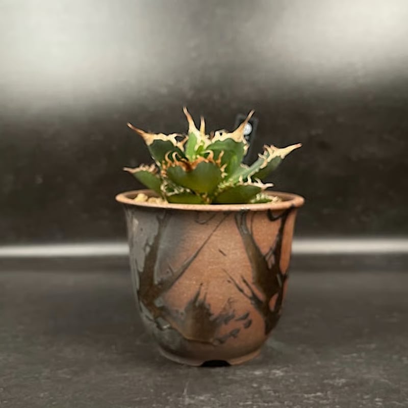 アガベ チタノタ 魔竜 ＋ 萬古焼 金彩鉢 | EM Plants Online Store