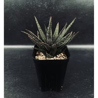 EMP サンセベリア サンディー San Dee / ※2枚目以降SA320 EMP サンセベリア San Dee サンディー / 最新 SA320