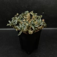 EMP サンセベリア Niaphat dwarf / SA397 サンセベリア ニアパット ドワーフ「Sansevieria Niaphat dwarf