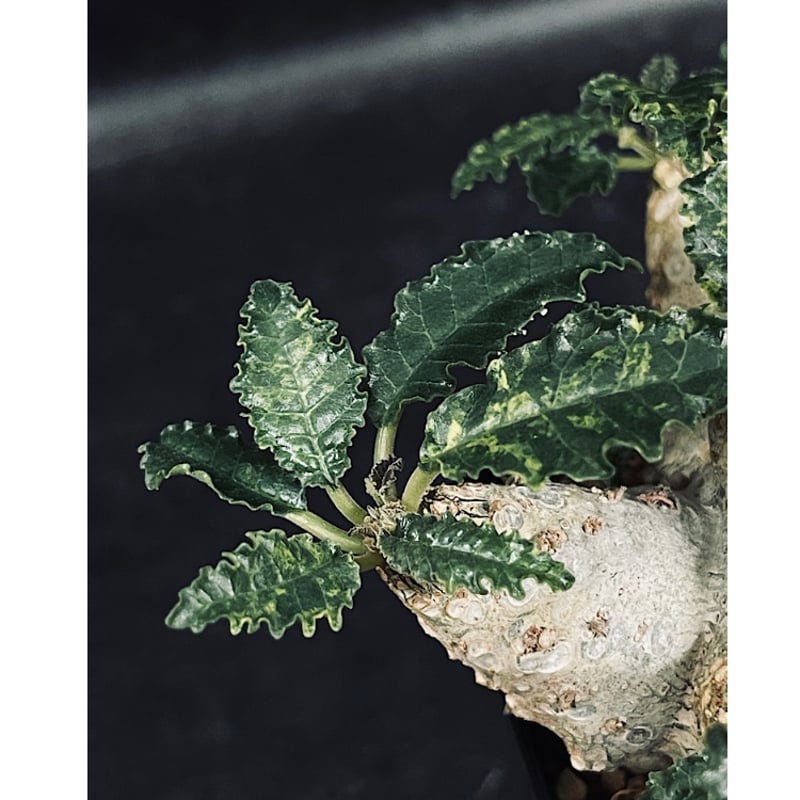 ドルステニア ラブラニー斑入り ドルステニア ラブラニー×ホルウッディ 斑入り 選抜「Dorstenia