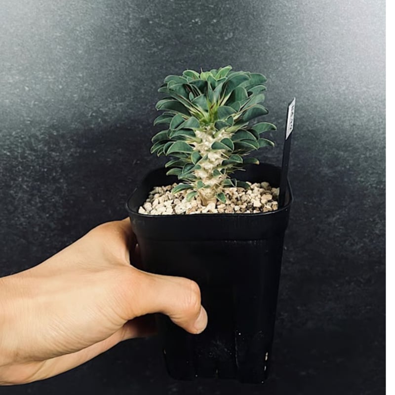 ギラウミニアナ実生 ユーフォルビア ギラウミニアナ実生 | STELLA.PLANTS