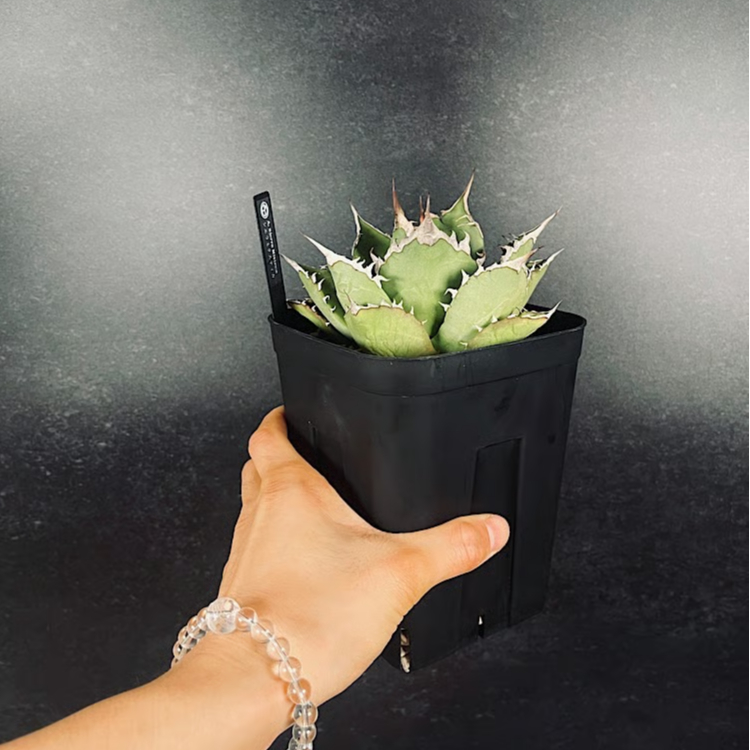 アガベ チタノタ シエラミクスティカ 「Agave FO-076 Sierra Mixteca