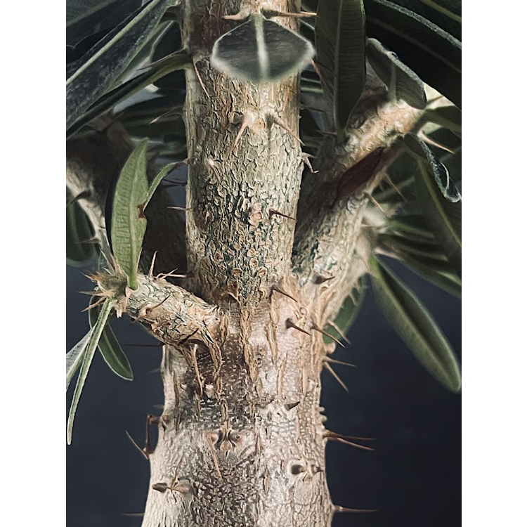 EMP パキポディウム ロスラーツム カクチペス '亜種' / Pa40 EMP パキポディウム ロスラーツム カクチペス '亜種' / Pa40